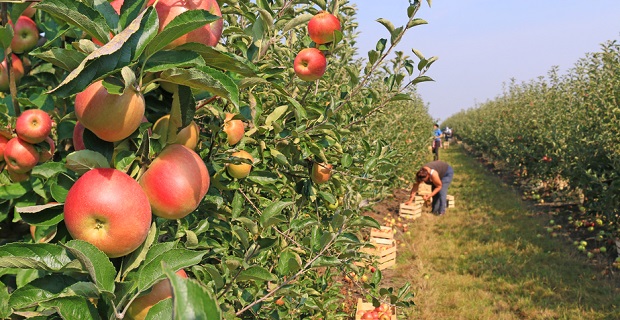 Travail saisonnier pour ramasser des pommes