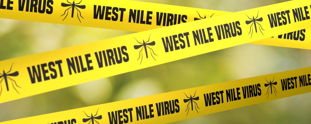  Santé : le virus du Nil occidental est-il si redoutable ? 