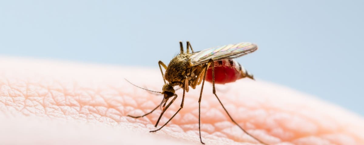 Dengue : l’épidémie gagne du terrain en Guadeloupe et en Martinique