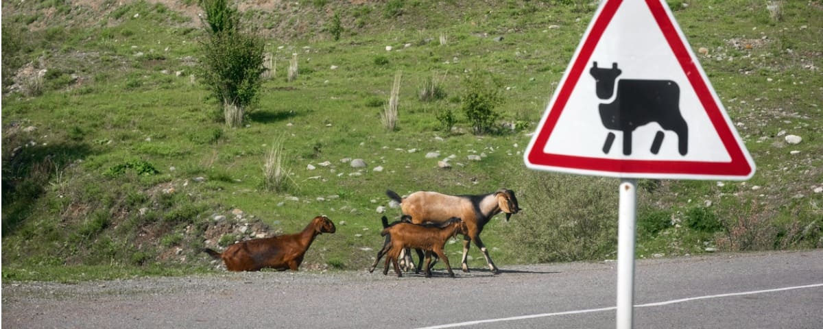 Nouveaux panneaux de sensibilisation insolites pour protéger les animaux à Mennecy : que dit le Code de la route ?