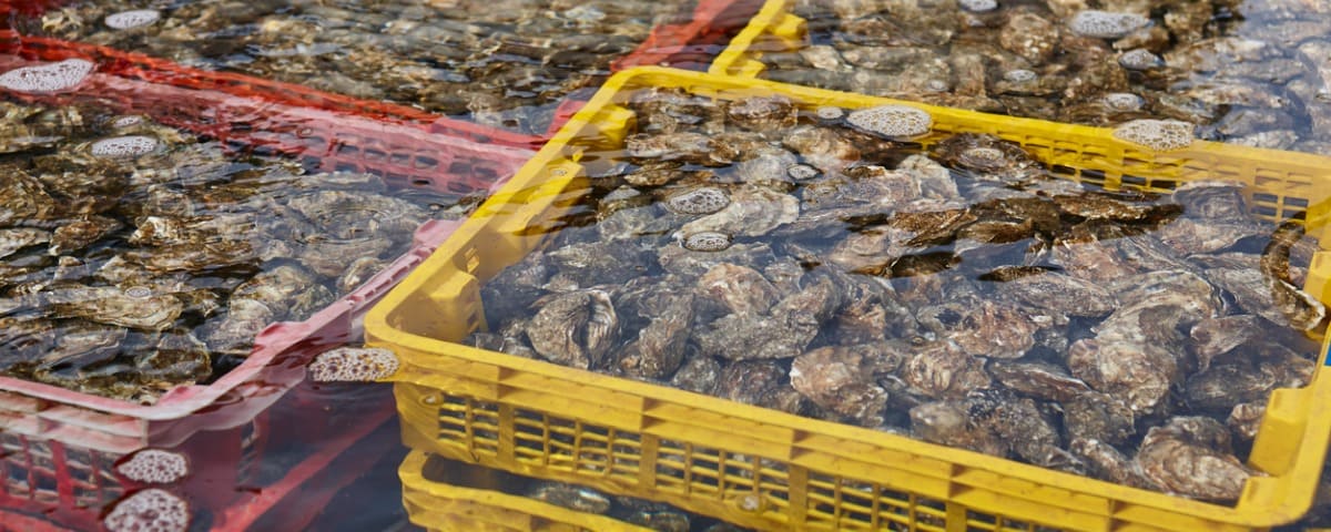 Crise des huîtres à Arcachon : levée potentielle de l’interdiction le 19 janvier