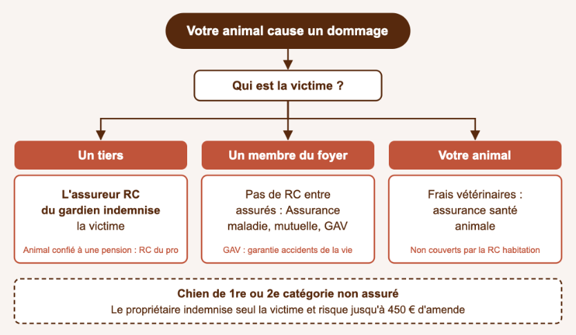 Infographie : qui indemnise un sinistre causé par votre animal selon la victime, tiers, foyer ou animal