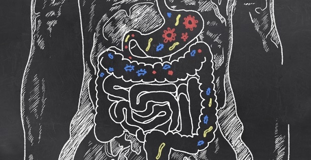 Croquis intestin / tripe et bactérie