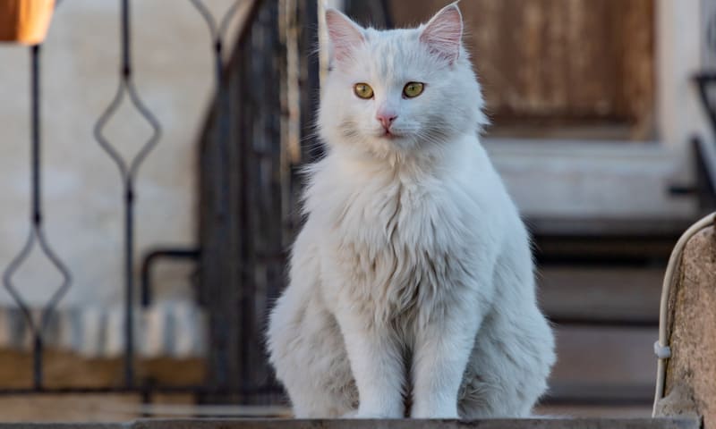 Mutuelle pour chat angora