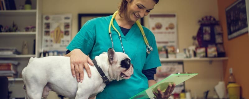 Assurance animaux et feuille de soins