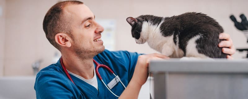 Assurance animaux et vétérinaire comportementaliste