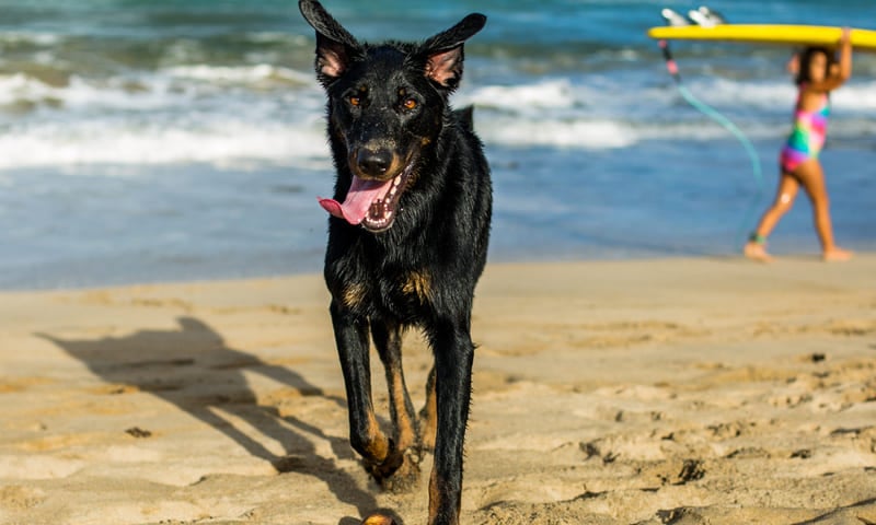 Assurance pour chien beauceron