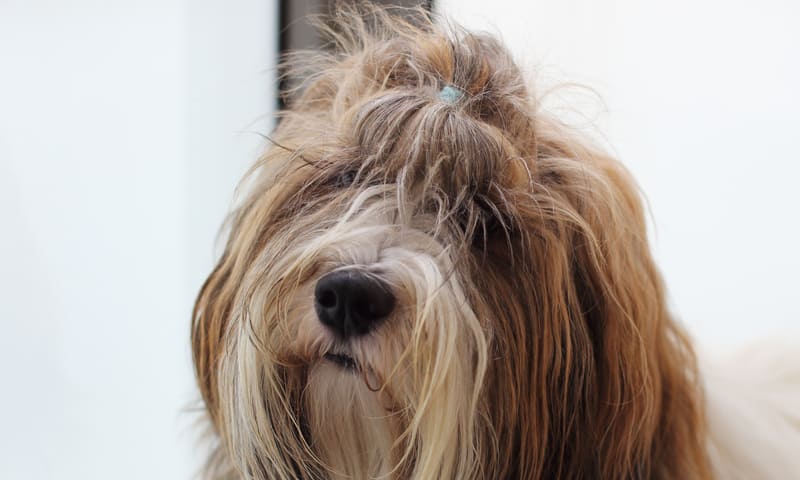 Quelle assurance choisir pour un bichon havanais