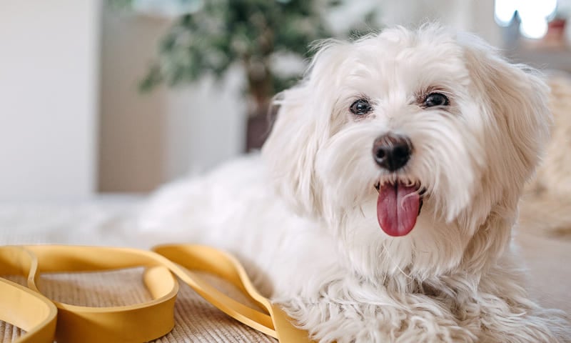 Quelle assurance choisir pour un bichon maltais