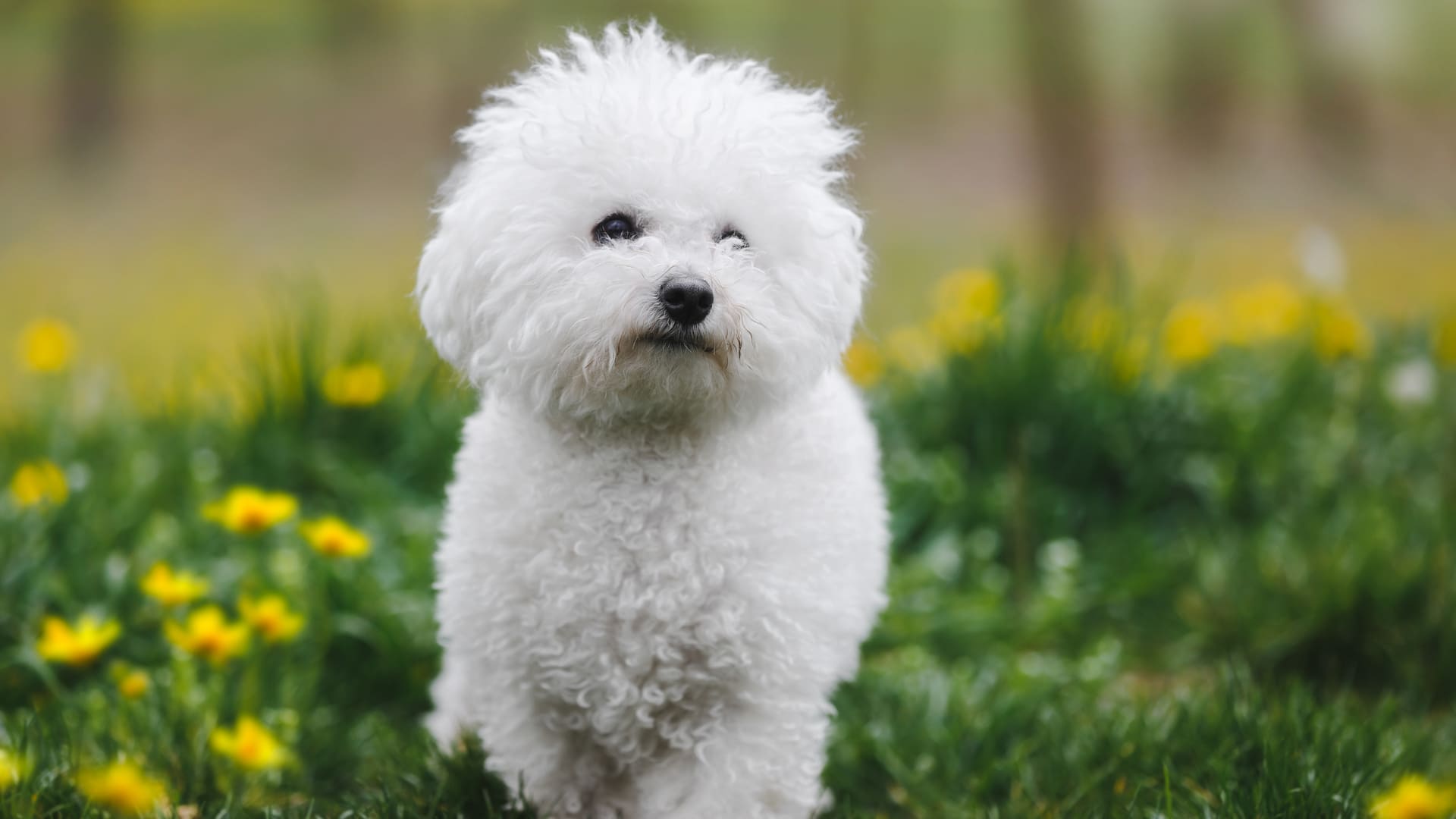 Quelle assurance choisir pour un bichon à poil frisé