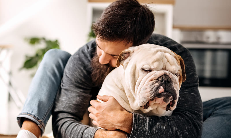 Quelle assurance choisir pour un bulldog anglais