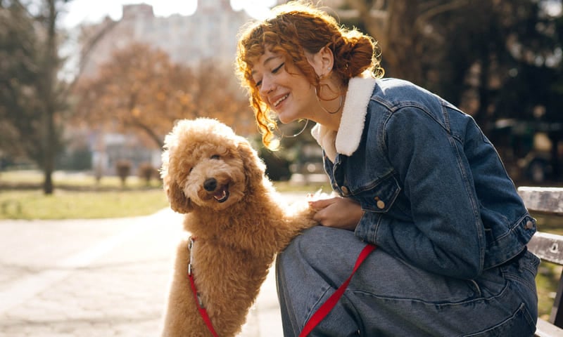 Quelle assurance choisir pour un caniche