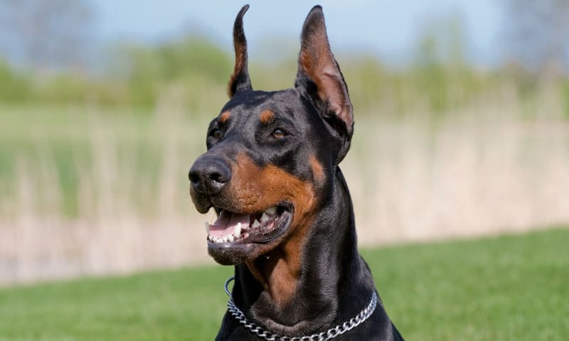 Quelle assurance choisir pour un dobermann