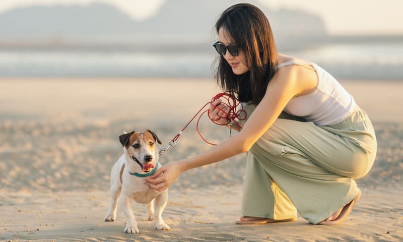 Quelle assurance choisir pour un jack russell 