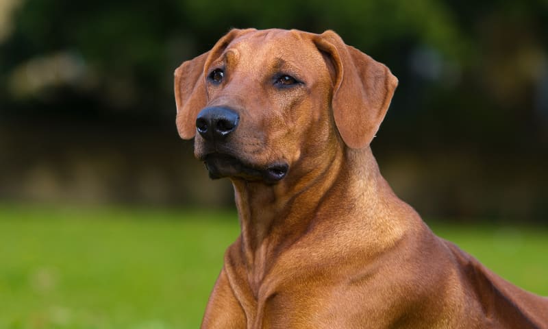 Quelle assurance choisir pour un rhodesian ridgeback