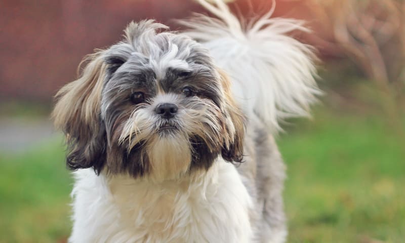 Quelle assurance choisir pour un shih tzu