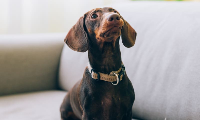 Quelle assurance choisir pour un teckel 