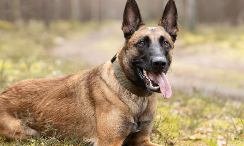 Quelle assurance choisir pour un berger belge ?