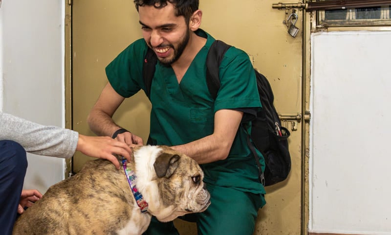 Cancer des testicules chez le chien