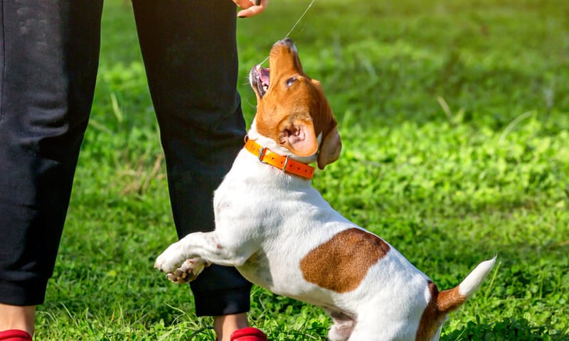 Responsabilité civile du chien