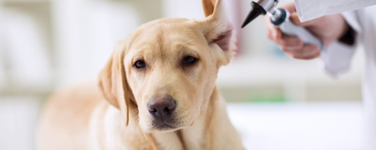 Comment prévenir et soigner la piroplasmose du chien ?