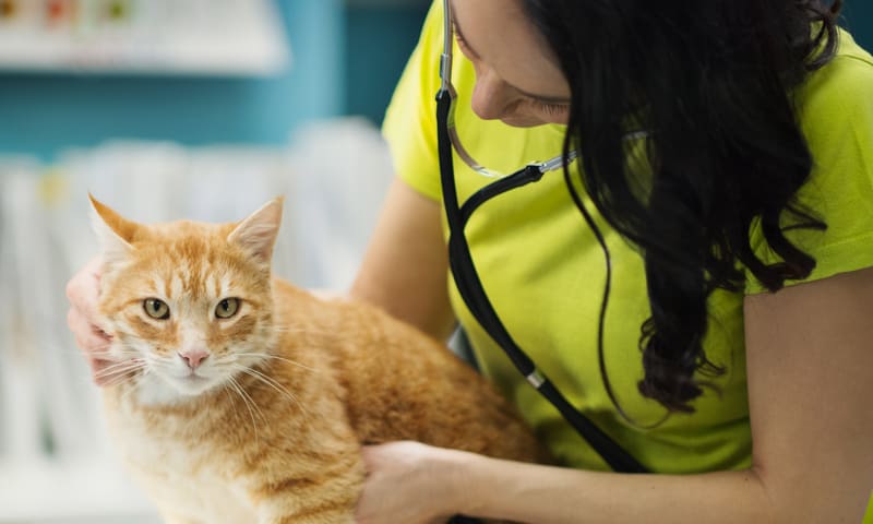 Comment reconnaître une tumeur chez le chat