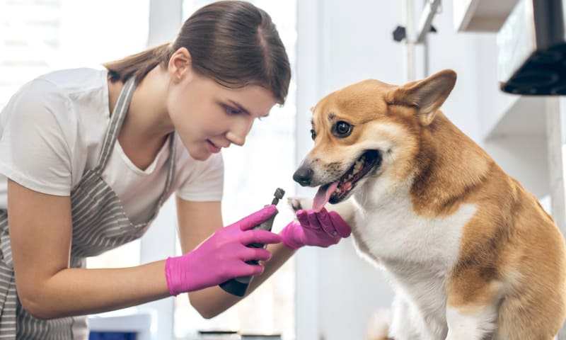 L’épilepsie chez le chien