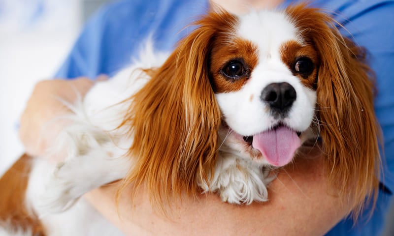 Tout savoir sur la franchise d’une assurance pour animaux