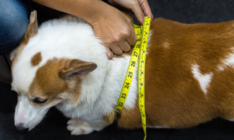 Chien obèse ou en surpoids