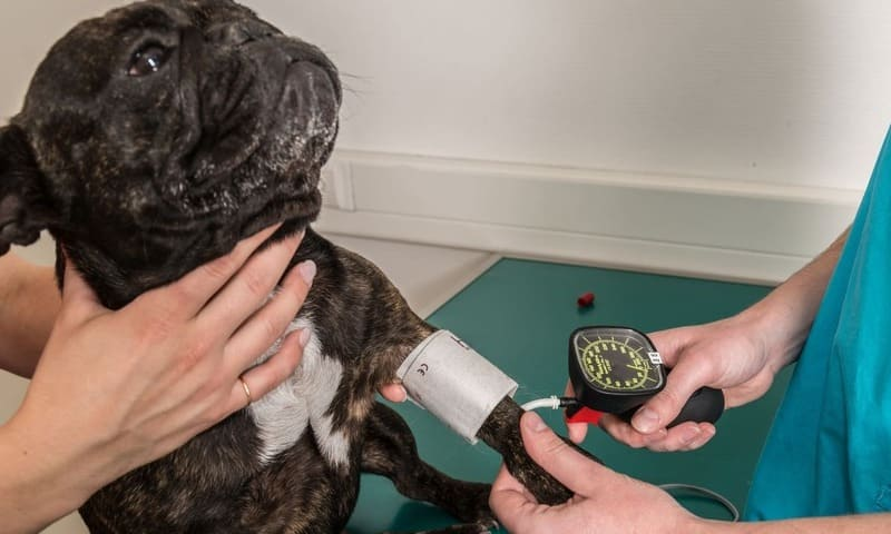 L'hépatite chez le chien