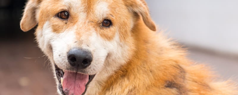 La maladie de Cushing chez le chien