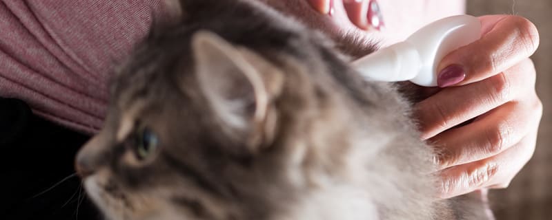 La maladie de Lyme chez le chat