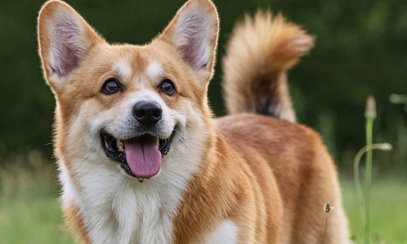 Quelle assurance choisir pour un welsh corgi