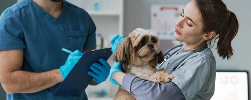 Les tarifs d’opération de la hernie discale chez le chien