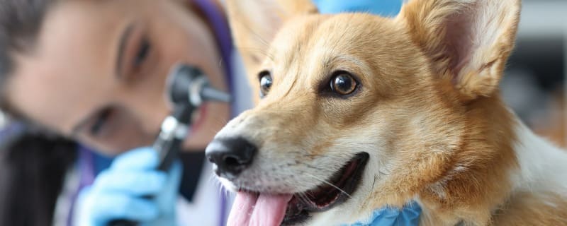 Prix d'une biopsie chez le chien