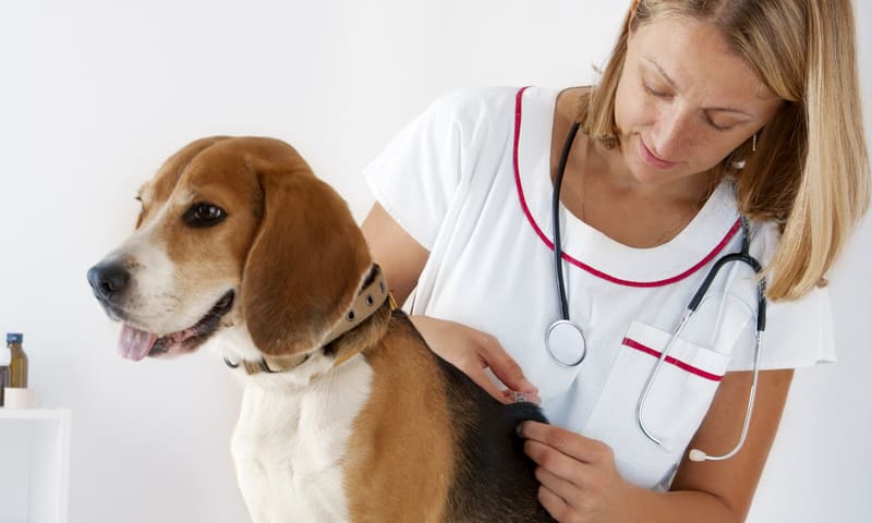 Arthrose chez le chien