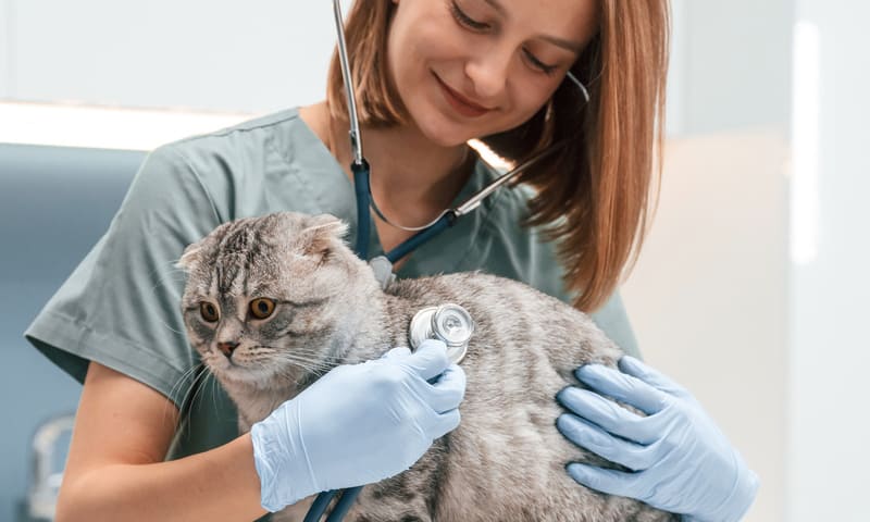 Problèmes oculaires chez le chat 