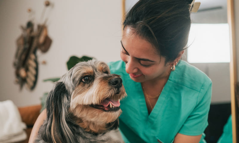 Quel est le prix pour l’opération d’une torsion d’estomac chez le chien ?