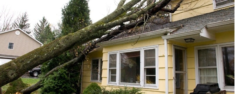 que fait l’assurance habitation en cas de chute d'arbre