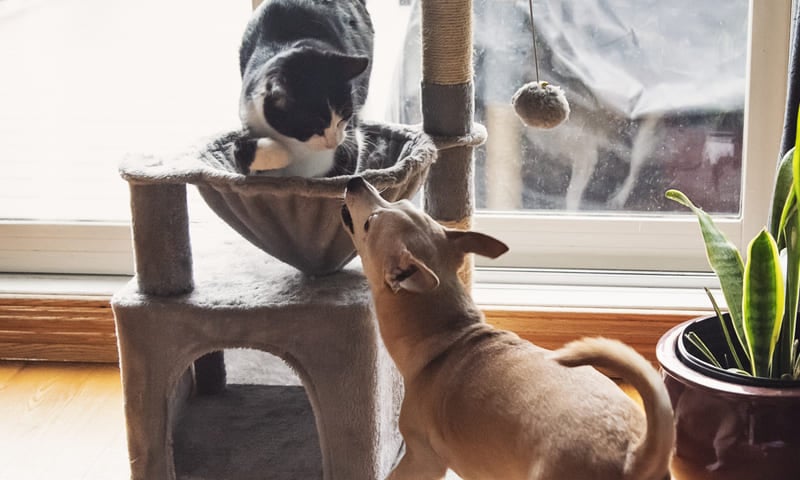 dégâts causés par les animaux domestiques