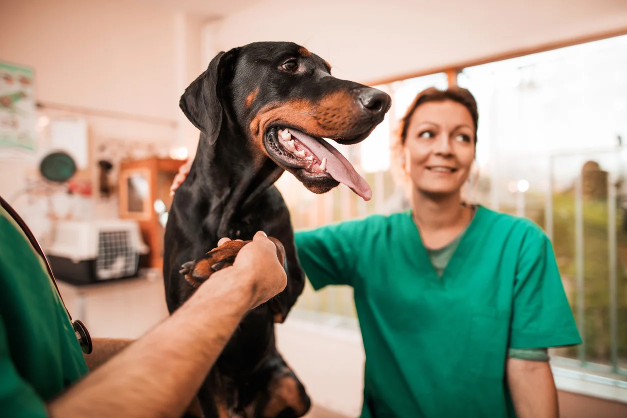 Le fonctionnement de l'assurance pour chien