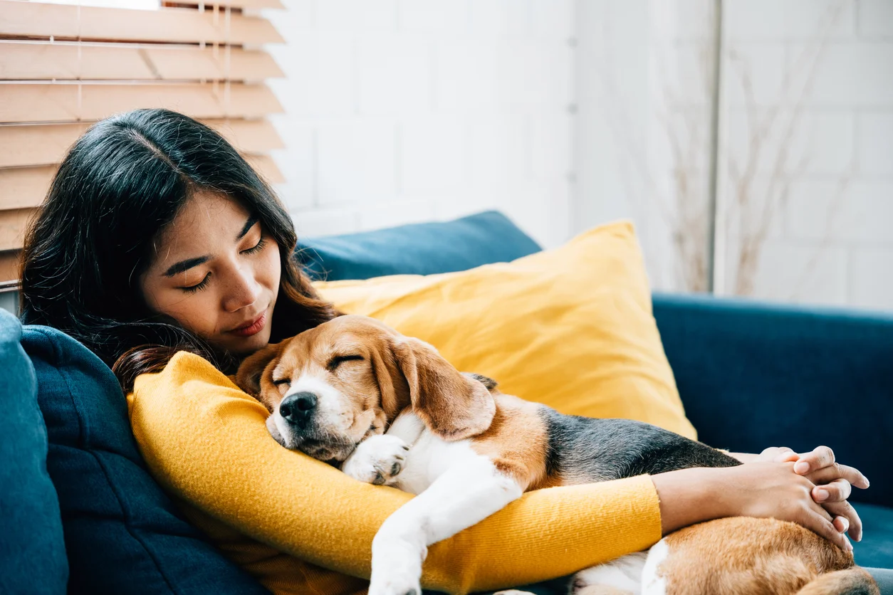 Les différentes formules d'assurance pour chien