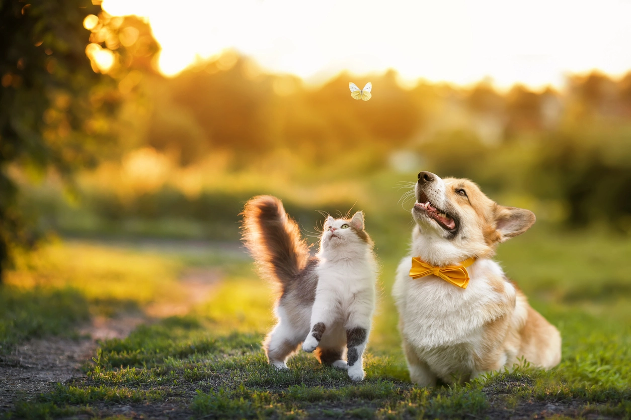 La meilleure assurance selon votre animal